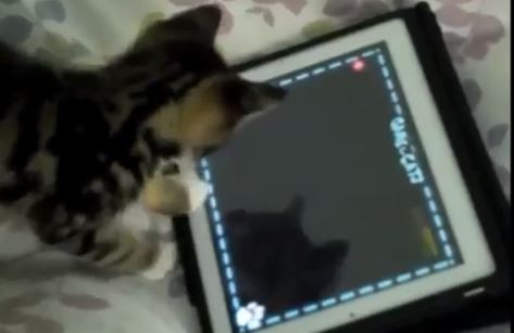 ΒΙΝΤΕΟ: Όταν τα κατοικίδια ..ανακάλυψαν το iPad