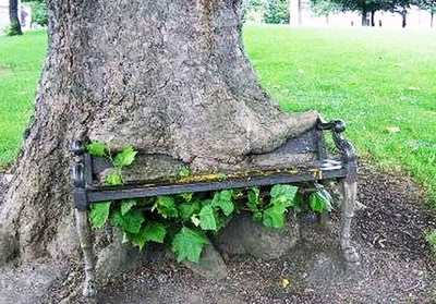 ΦΩΤΟ-Αντικείμενα που… σφήνωσαν σε δέντρα