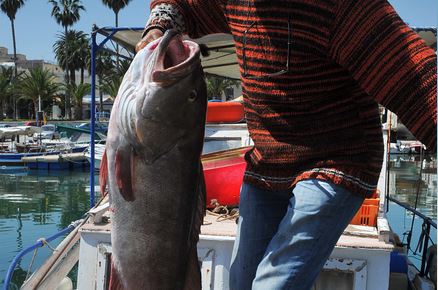 ΒΙΝΤΕΟ-Η σφυρίδα ήταν τεράστια