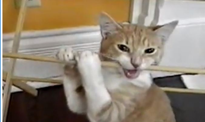 ΒΙΝΤΕΟ:Η γάτα που τρώει… ξύλο