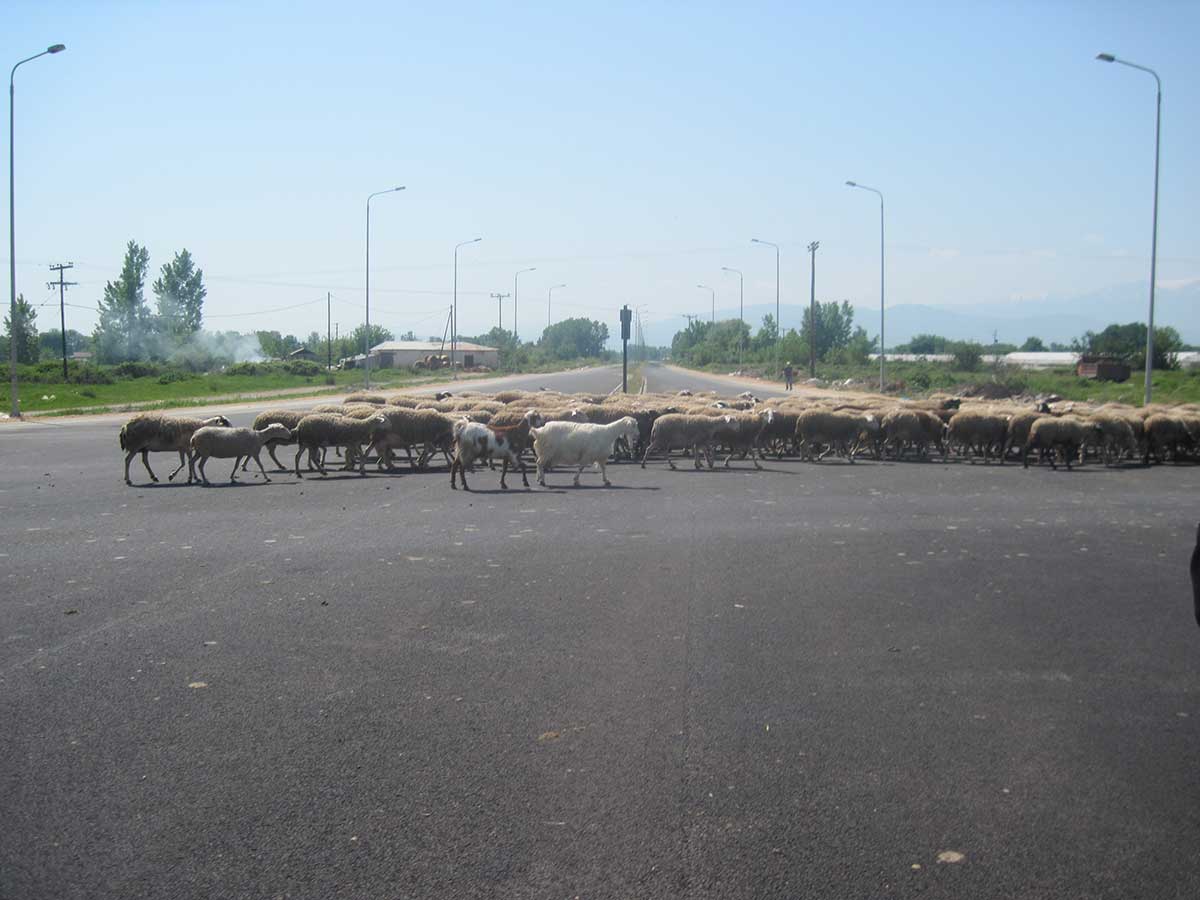ΦΩΤΟ-Δρόμος ταχείας κυκλοφορίας για… πρόβατα