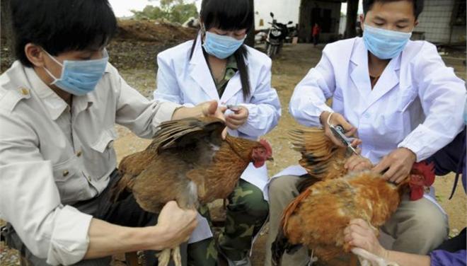 Σφάζουν τα πουλερικά στη Σανγκάη