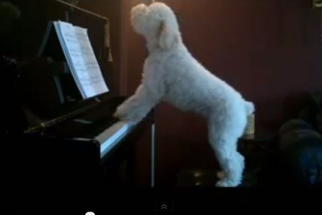 ΒΙΝΤΕΟ-Ο σκύλος …πιανίστας!