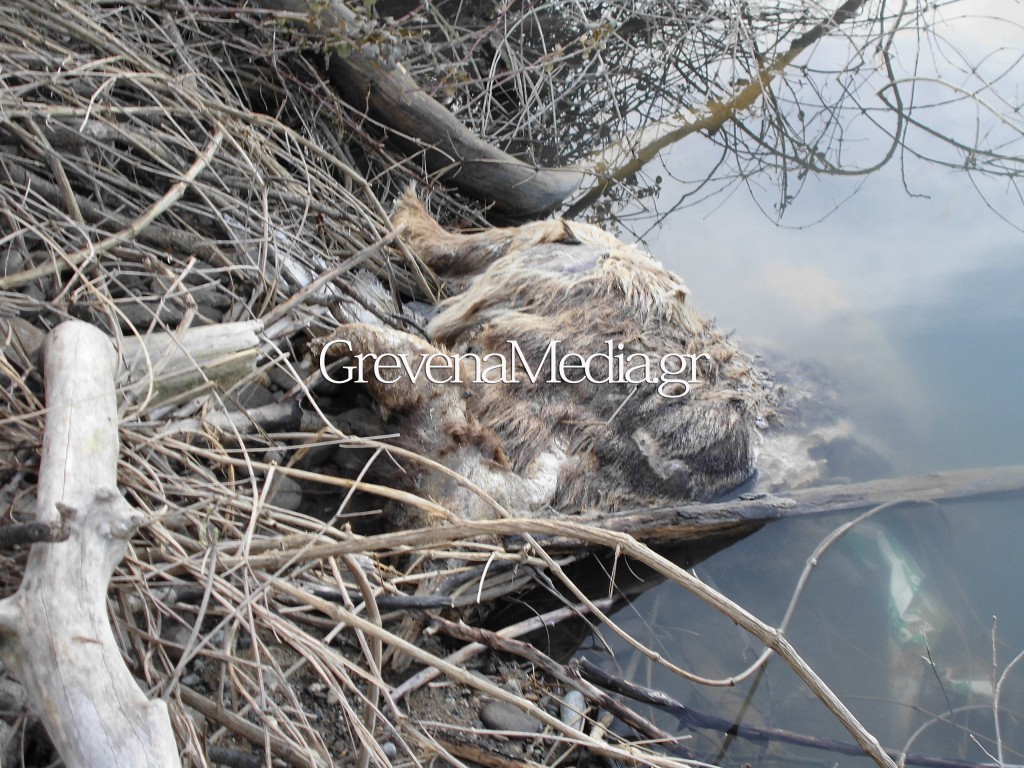 Πνίγηκε αρκούδα