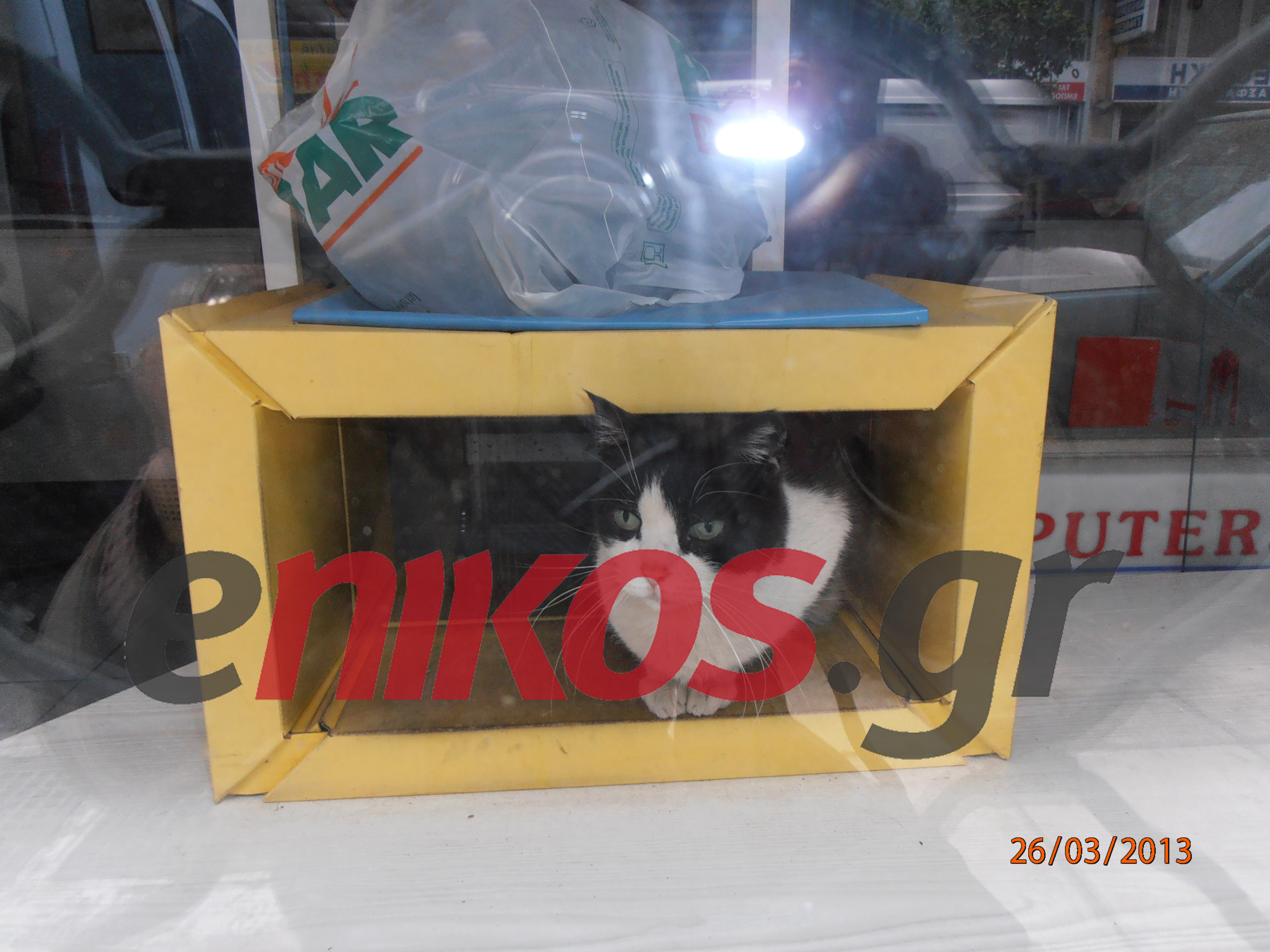 Μια γάτα στη βιτρίνα