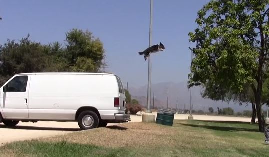 ΒΙΝΤΕΟ-Σκύλος …ακροβάτης!