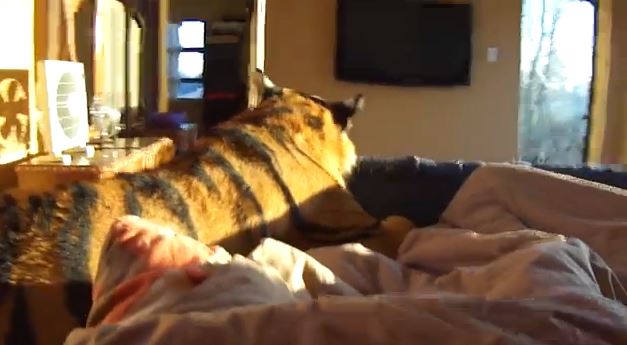 ΒΙΝΤΕΟ: Ξυπνώντας με μία… τίγρη
