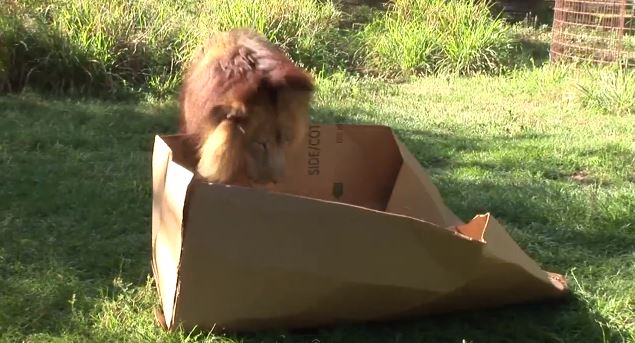 ΒΙΝΤΕΟ-Μεγάλες γάτες… μεγάλα κουτιά