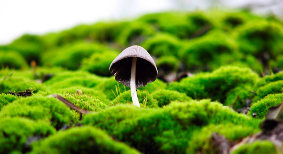 Διακόπηκε η έρευνα «μαγικών» μανιταριών