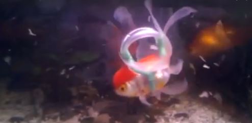 ΒΙΝΤΕΟ-Ο Αϊνστάιν κολυμπάει με σωσίβιο