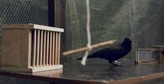 ΒΙΝΤΕΟ:Το έξυπνο… κοράκι