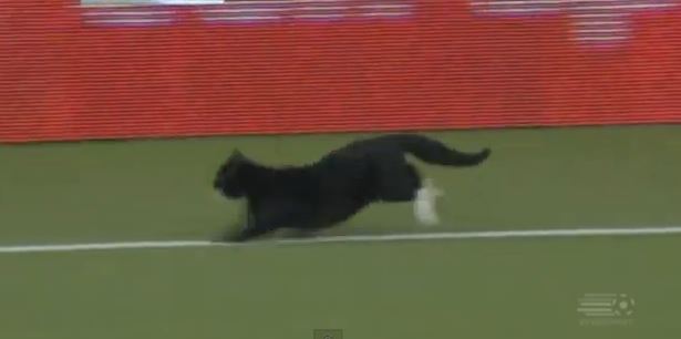 ΒΙΝΤΕΟ-Μαύρος γάτος στο γήπεδο