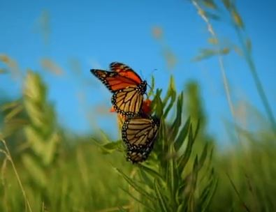 ΒΙΝΤΕΟ-Ήρθε η Άνοιξη…