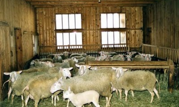 Κρεμάστηκε στη στάνη του