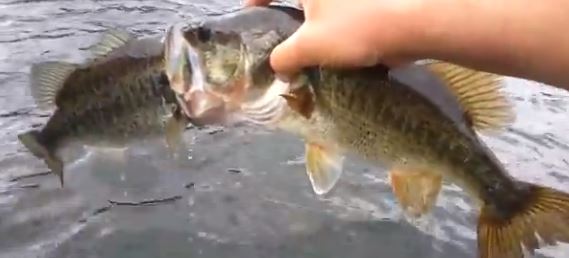 ΒΙΝΤΕΟ-Το μεγάλο ψάρι τρώει το μικρό. Η μήπως όχι;