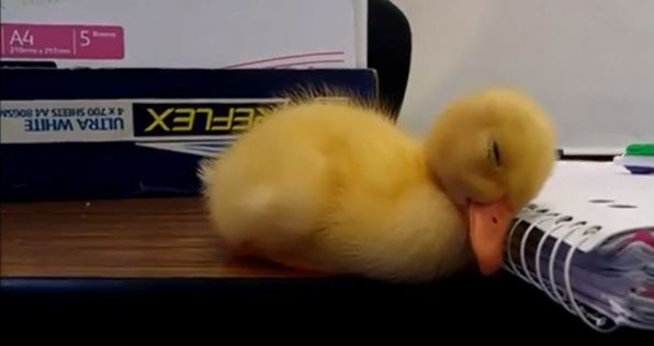 ΒΙΝΤΕΟ-Ζώα προσπαθούν να μείνουν… ξύπνια