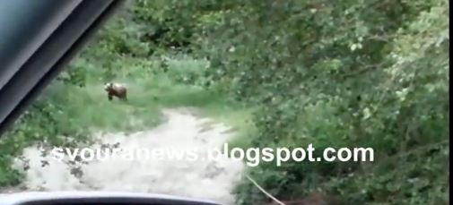 ΒΙΝΤΕΟ-Αρκούδες στην Καστοριά