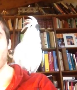 ΒΙΝΤΕΟ- Ο χορευτής παπαγάλος!