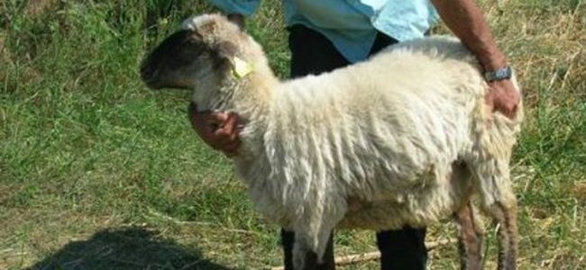 Πυροβόλησαν αστυνομικούς στο Ρέθυμνο