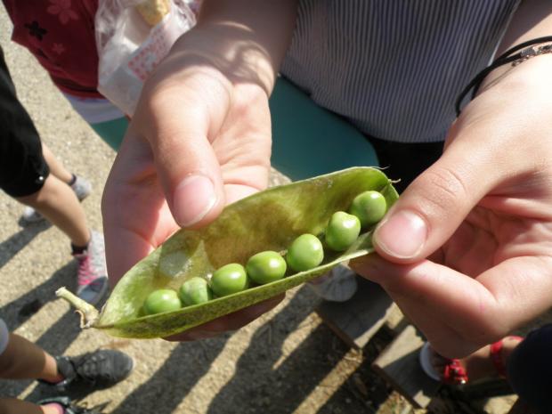 ΦΩΤΟ-Λαχανόκηπος σε δημοτικό σχολείο