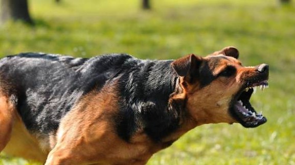 Σκύλος επιτέθηκε στα αφεντικά του