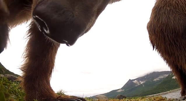 ΒΙΝΤΕΟ-Στα σαγόνια της αρκούδας