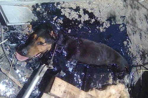 Παγίδα θανάτου για τετράποδο