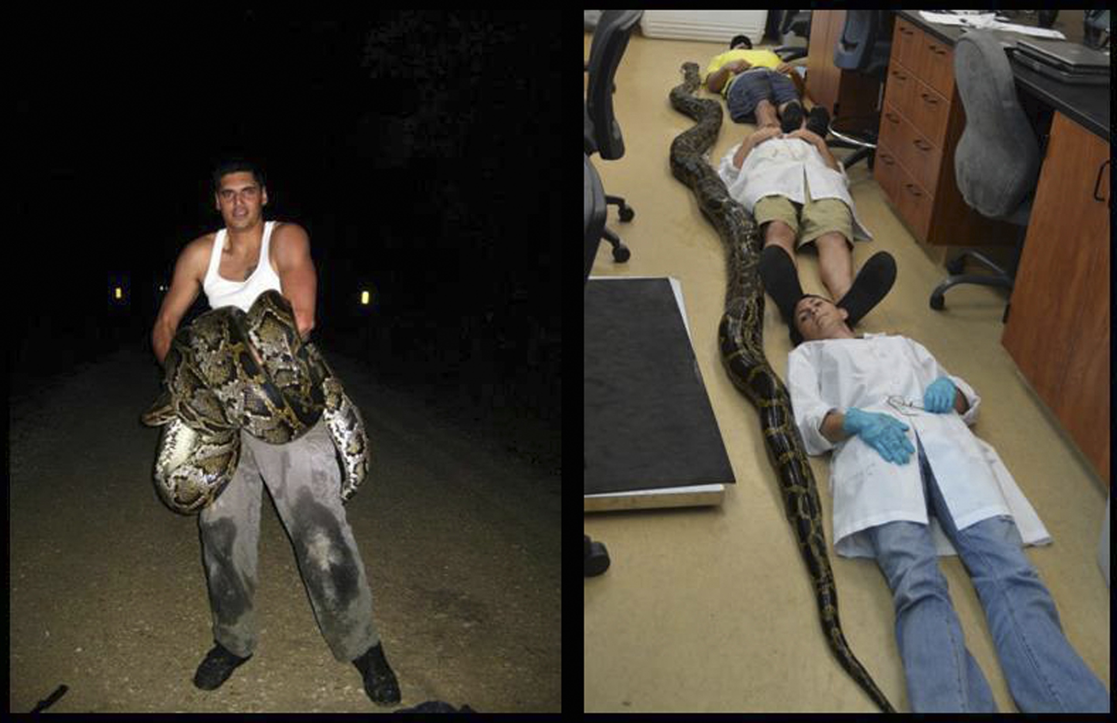 Πύθωνας 5,7 μέτρων στη Φλόριντα