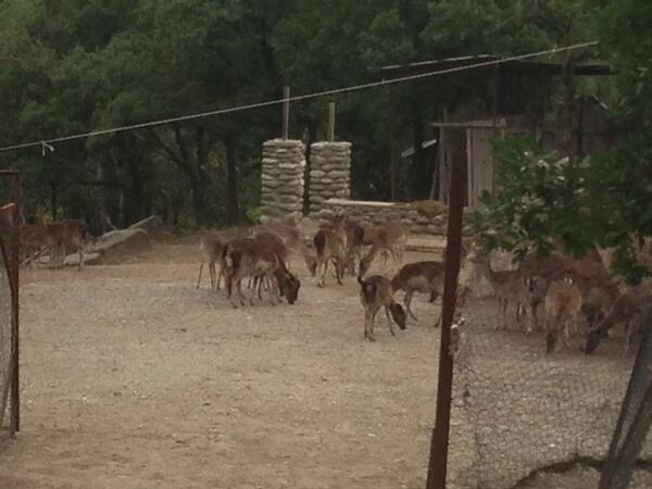 ΦΩΤΟ-Ο ‘Αδωνις και τα άγρια ζώα