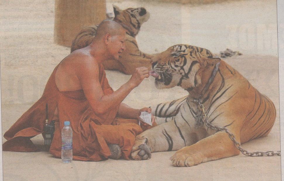 Οι τίγρεις “κατοικίδια” των μοναχών