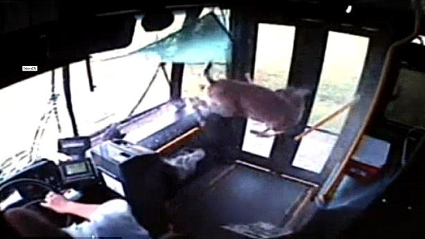 ΒΙΝΤΕΟ-Ελάφι «καρφώνεται» σε παρμπρίζ