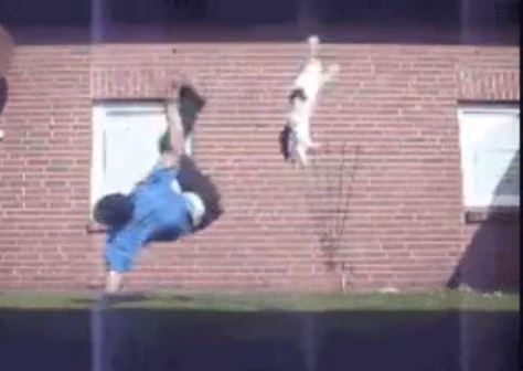 ΒΙΝΤΕΟ-Οι γάτες και οι… γκάφες