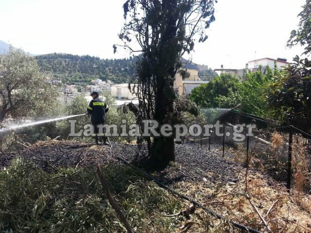 Κάηκε ιστορικό κυπαρίσσι της Λαμίας