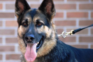 Μήπως ο σκύλος σας είναι Αϊνστάιν;