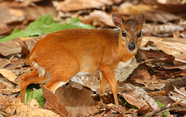 Η μικρότερη αντιλόπη του κόσμου