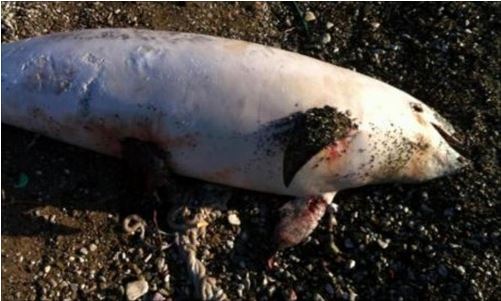 Βρέθηκε νεκρό δελφίνι στην Πάτρα