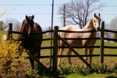 Eπιδοτήσεις για άλογα “φαντάσματα”