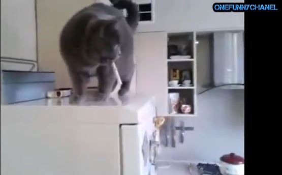 ΒΙΝΤΕΟ-Γάτα εθισμένη στο κάπνισμα