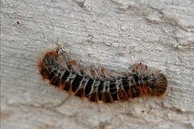 Οι κάμπιες έφαγαν ολόκληρο βουνό