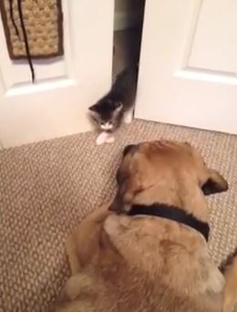 ΒΙΝΤΕΟ- Το… ατρόμητο γατάκι