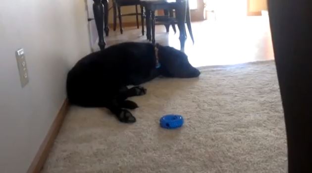 ΒΙΝΤΕΟ-Σκύλος ξυπνάει με Adele