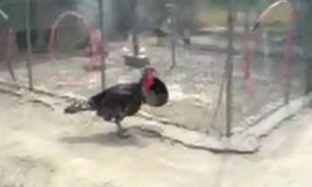 ΒΙΝΤΕΟ-Γαλοπούλα εναντίον… του εαυτού της