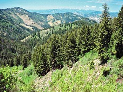 Μην περπατάτε στο δάσος