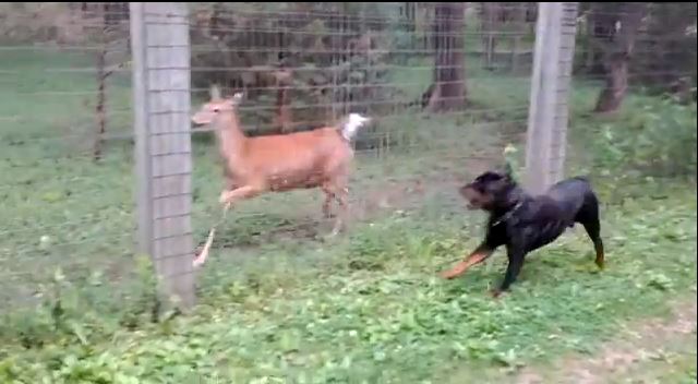 ΒΙΝΤΕΟ-Το ροτβάιλερ και το ελάφι