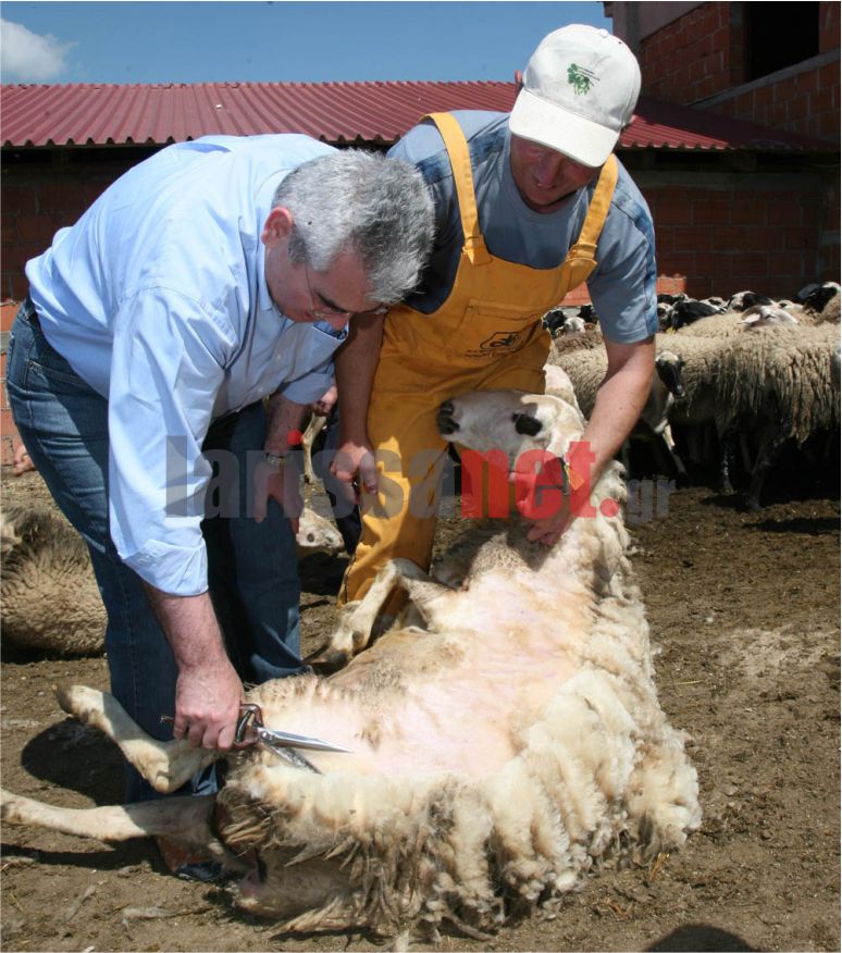 ΦΩΤΟ-Ο Χαρακόπουλος κουρεύει πρόβατα