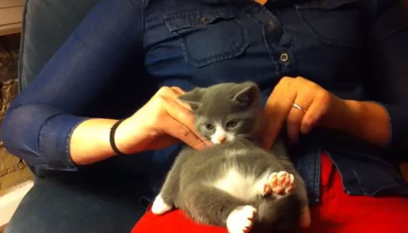 ΒΙΝΤΕΟ- Γάτα απολαμβάνει μασάζ!
