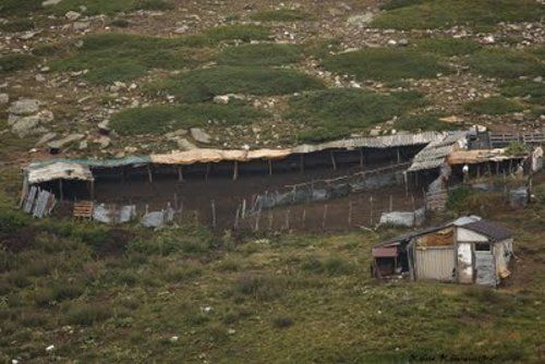 Πήγε να “ρημάξει” το μαντρί αλλά “μαντρώθηκε”