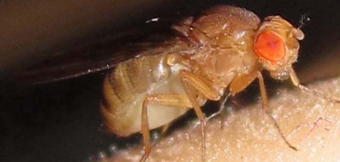 Μύγες… κανίβαλοι