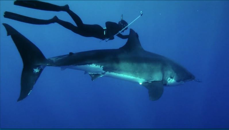 ΒΙΝΤΕΟ-Κατάδυση με έναν Λευκό καρχαρία