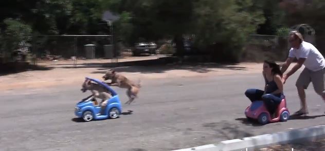 ΒΙΝΤΕΟ-Tα ζώα είναι… απίστευτα